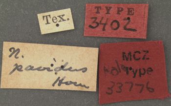 Media type: image;   Entomology 33776 Aspect: labels